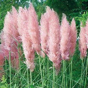 prettywildseeds2941604