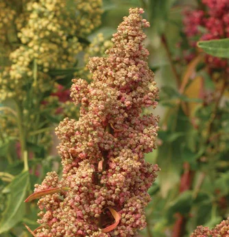 prettywildseeds2941624
