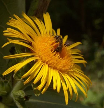 prettywildseeds2941634