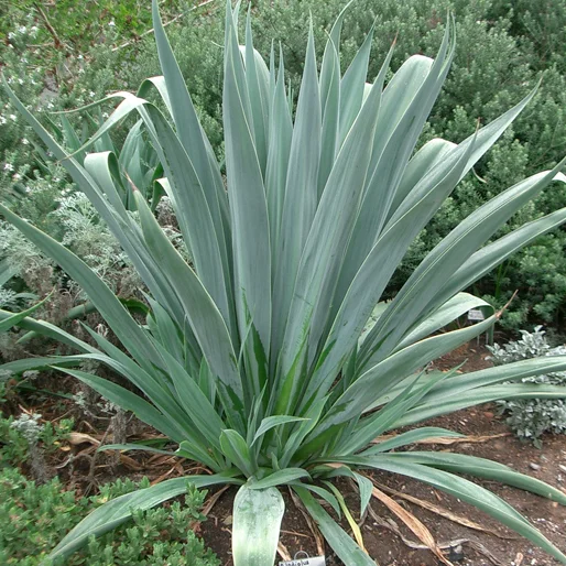 prettywildseeds2941649