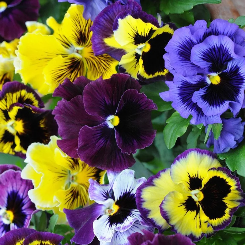 prettywildseeds2941677