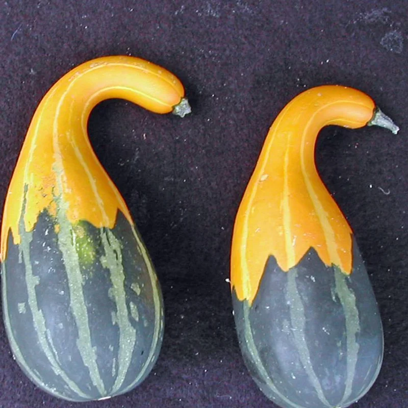 prettywildseeds2941764