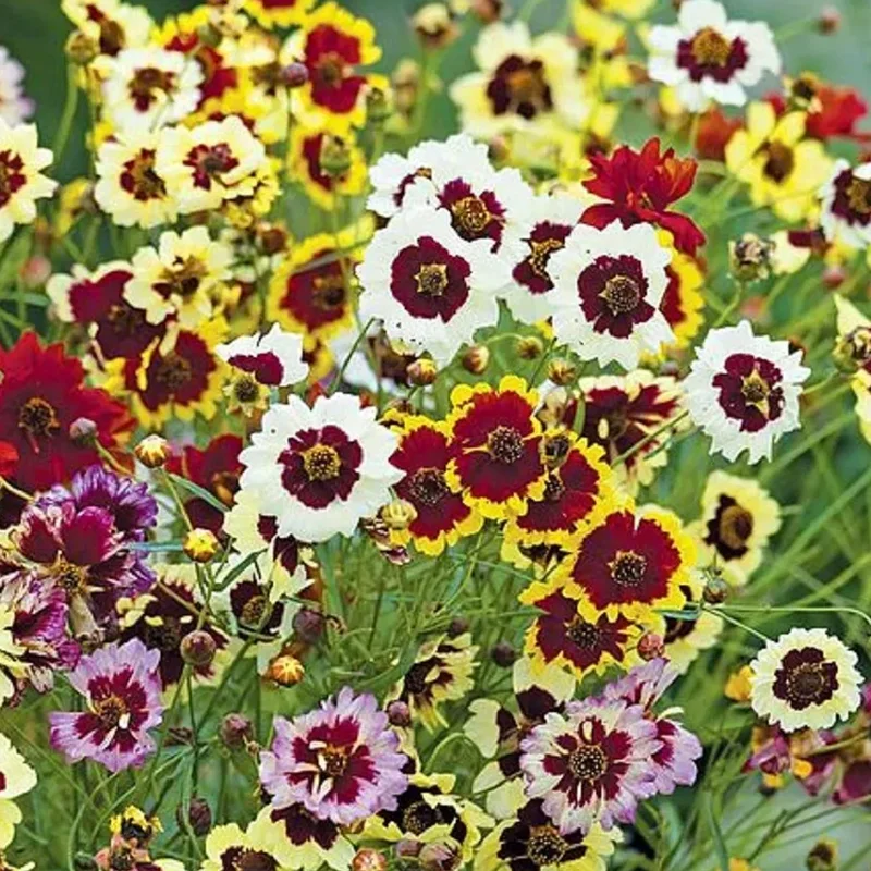 prettywildseeds2941829