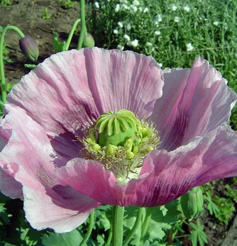 prettywildseeds2941882