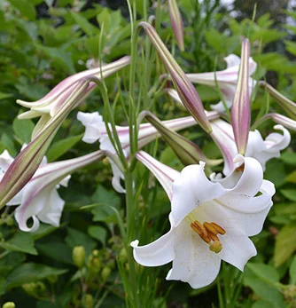 prettywildseeds2942046