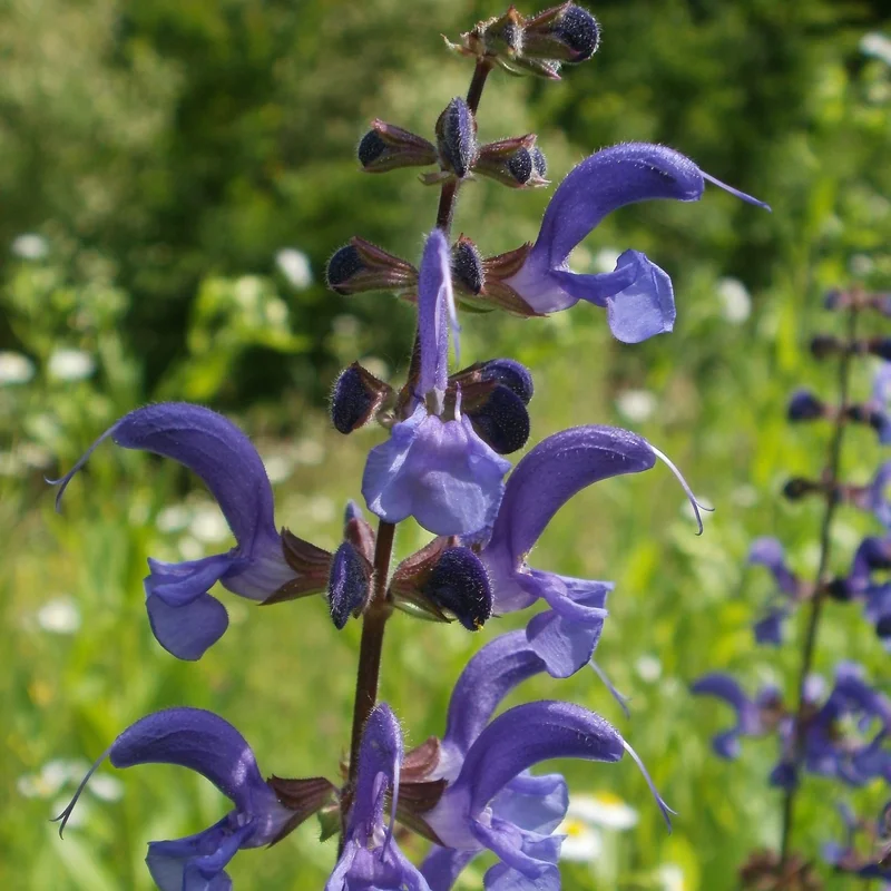 prettywildseeds2942122