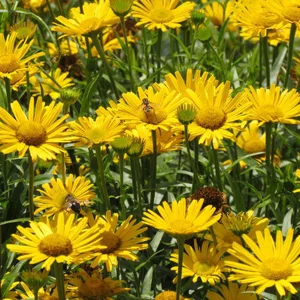 prettywildseeds2942144