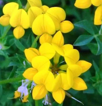 prettywildseeds2942380