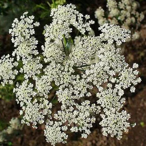 prettywildseeds2942413