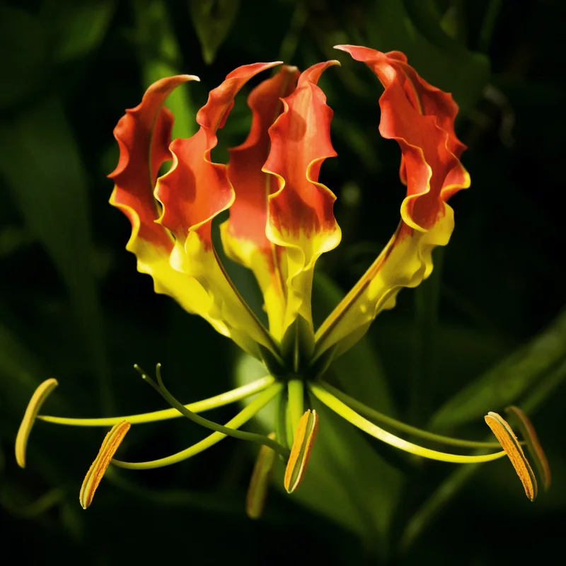 prettywildseeds2942455
