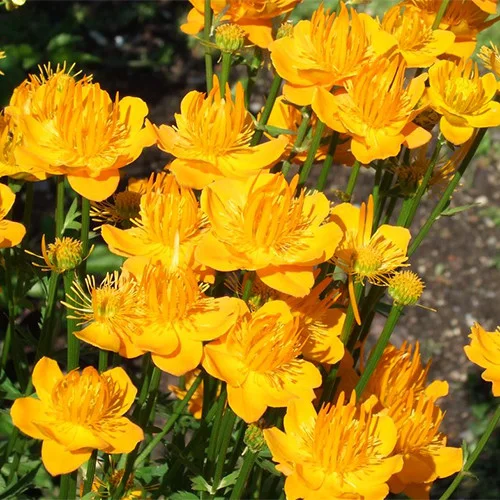 prettywildseeds2942529