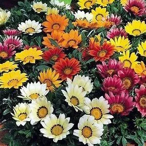 prettywildseeds2942545