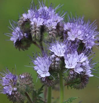 prettywildseeds2942605