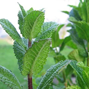 prettywildseeds2942644
