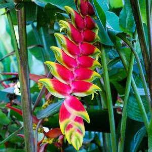prettywildseeds2942686