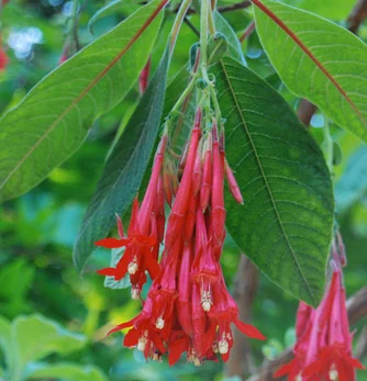 prettywildseeds2942701