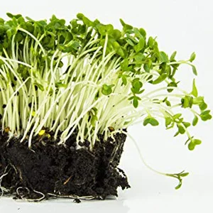 prettywildseeds2942717