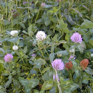 prettywildseeds2942835