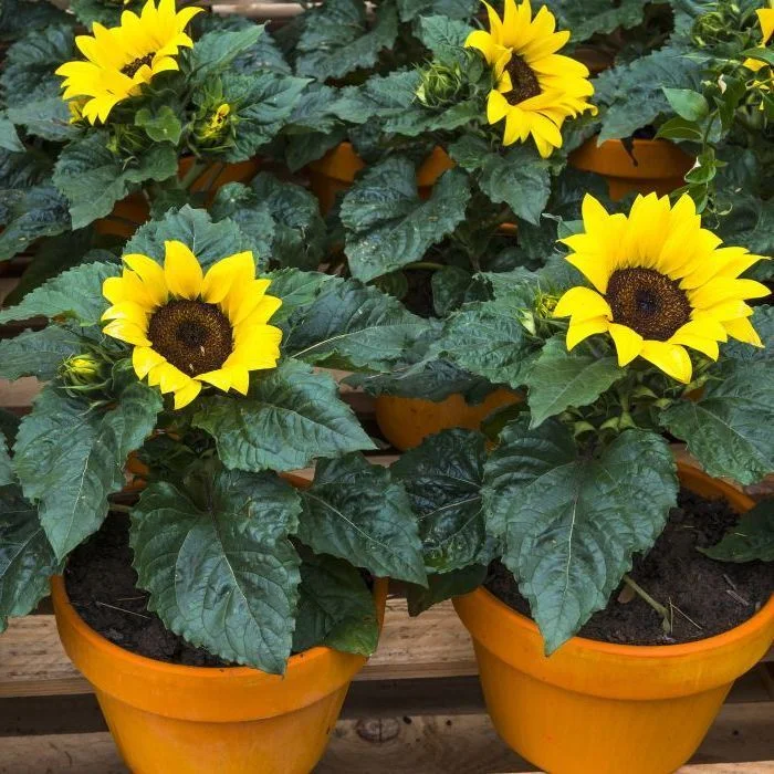 prettywildseeds2942920