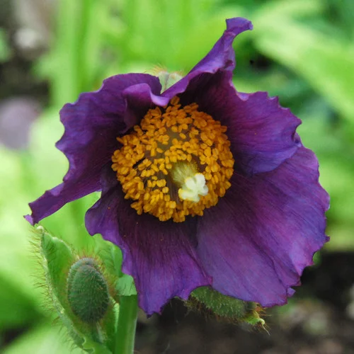 prettywildseeds2942931