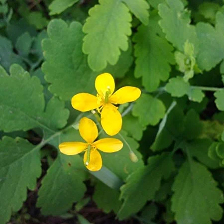 prettywildseeds2943028