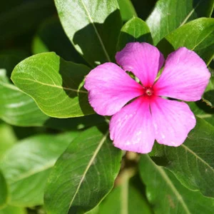 prettywildseeds2943066