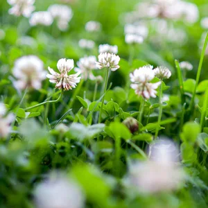 prettywildseeds2943140