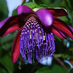 prettywildseeds2943155