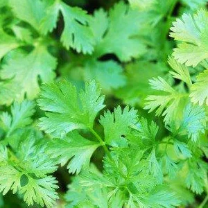 prettywildseeds2943170