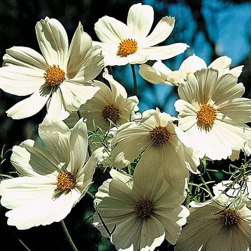 prettywildseeds2943200