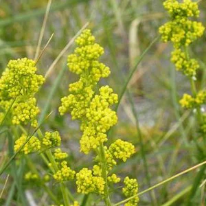 prettywildseeds2943289