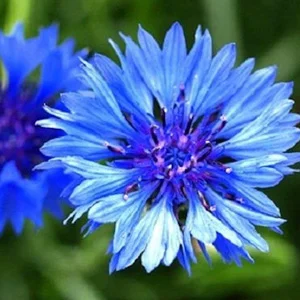 prettywildseeds2943325