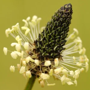 prettywildseeds2943362