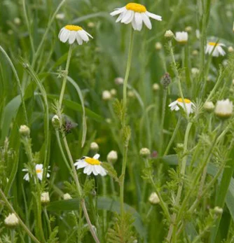 prettywildseeds2943485