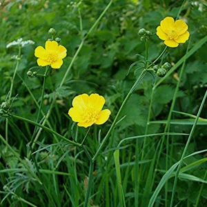 prettywildseeds2943541