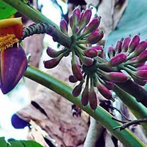 prettywildseeds2943560