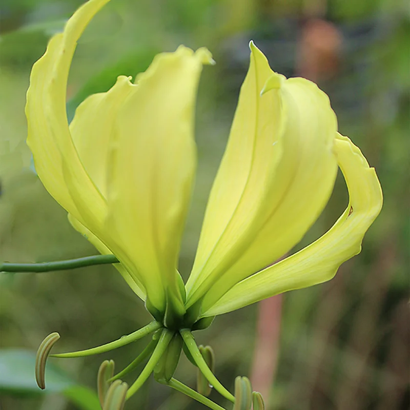 prettywildseeds2943581