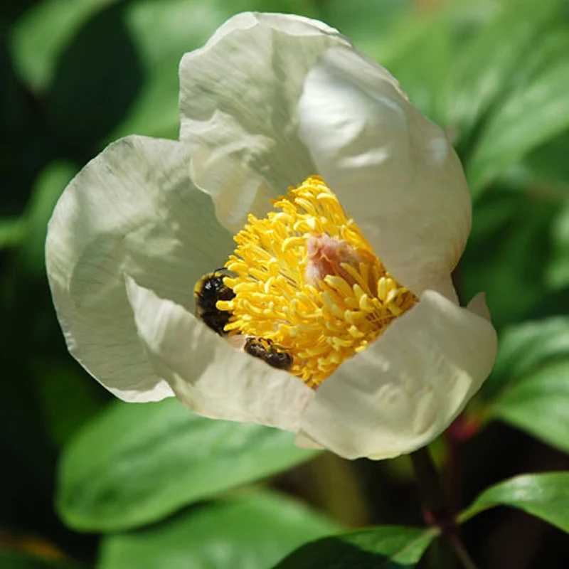 prettywildseeds2943646