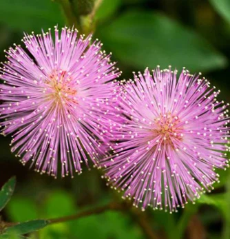 prettywildseeds2943701