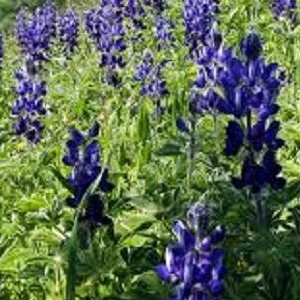 prettywildseeds2943715