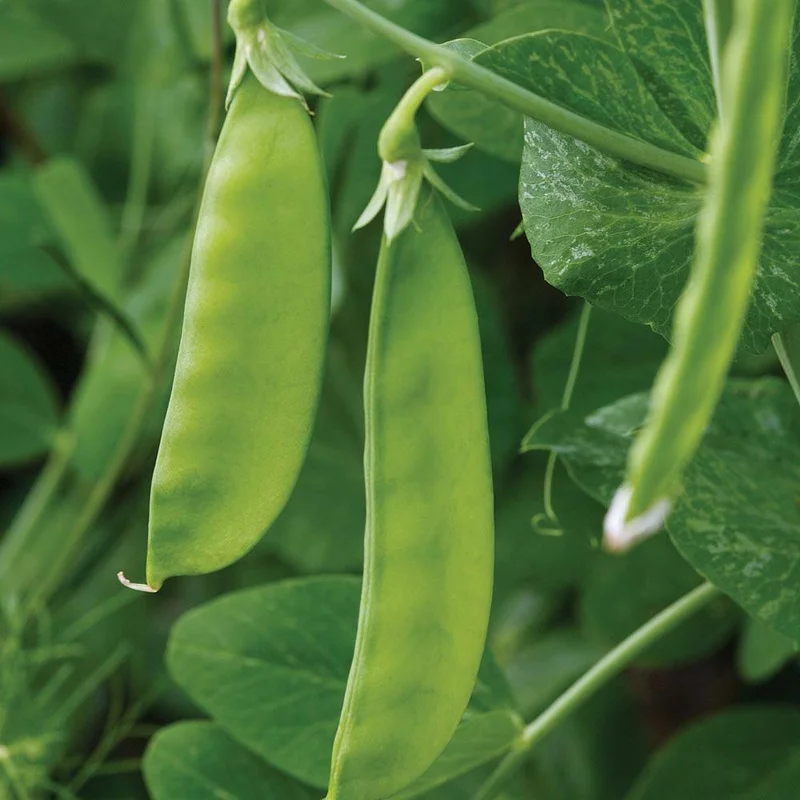 prettywildseeds2943884