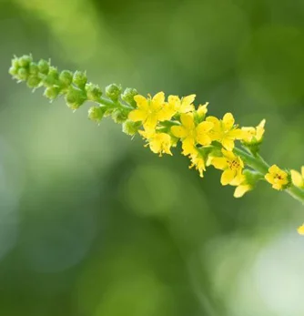 prettywildseeds2943895