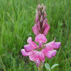 prettywildseeds2944044