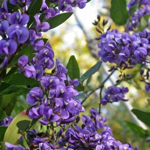 prettywildseeds2944062