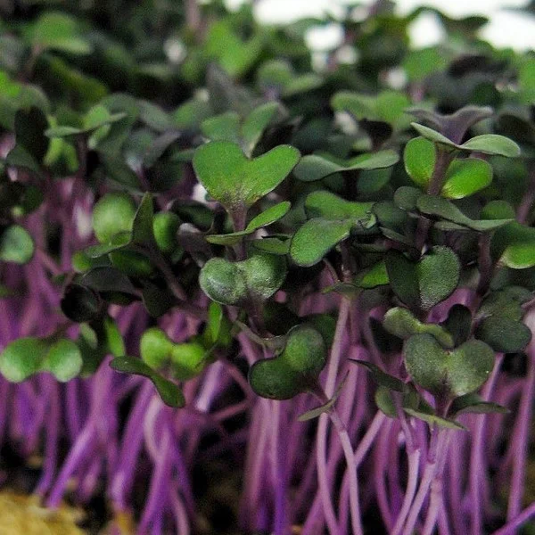 prettywildseeds2944314