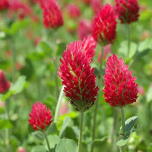 prettywildseeds2944400