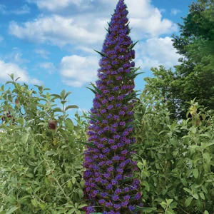 prettywildseeds2944420