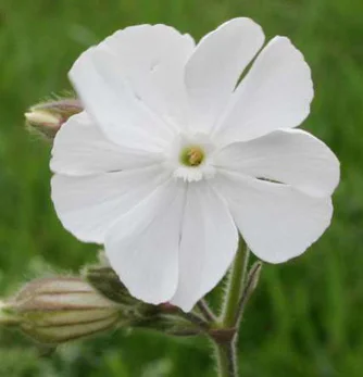 prettywildseeds2944694