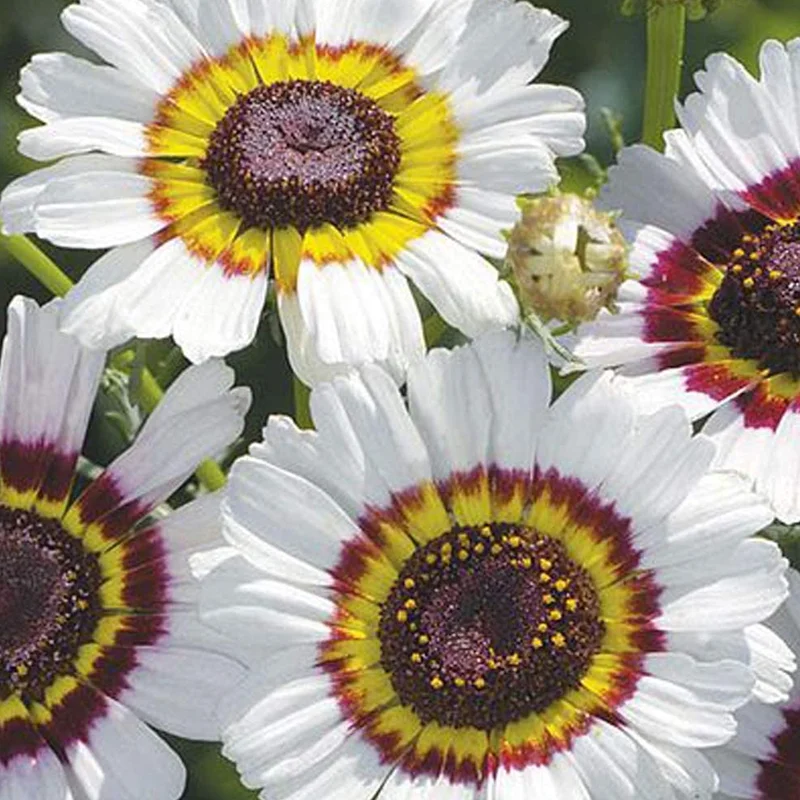 prettywildseeds2944798
