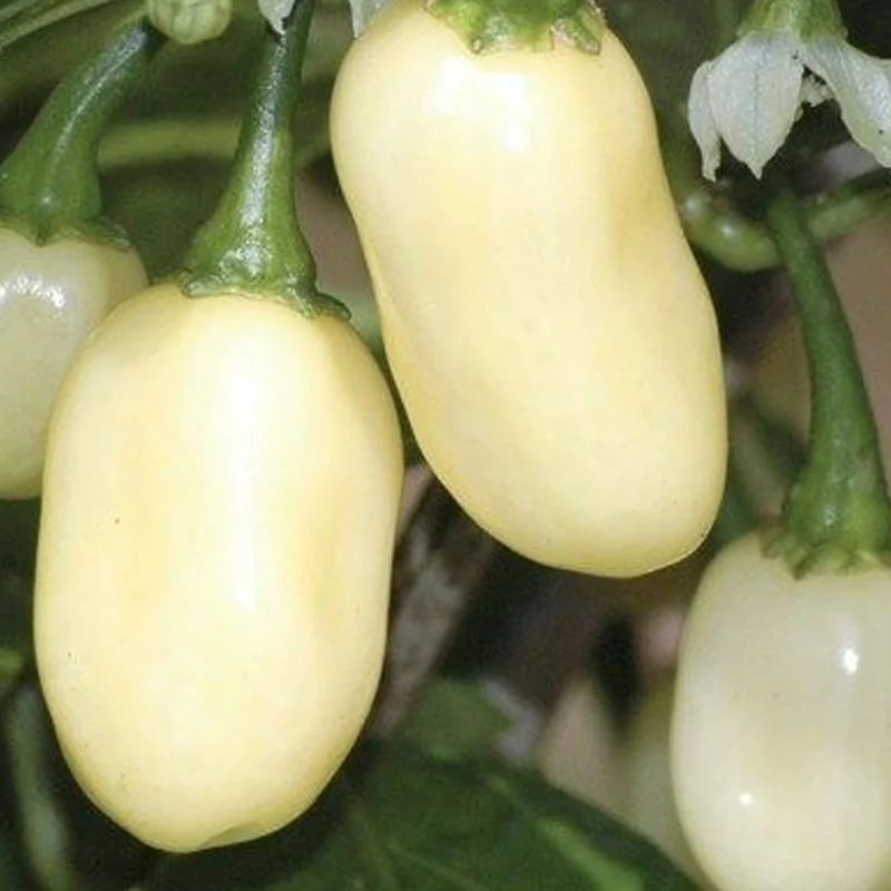 prettywildseeds2944828